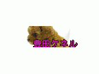 豊田ケネル(トヨタケネル)のロゴ画像