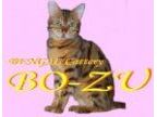 BO-ZU(ボーズ)のロゴ画像