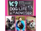 K9 DOG LIFE ADVISER(ケイナイン　ドッグライフアドバイザー)のロゴ画像