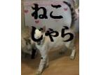 猫カフェ　ねこじゃらし(ネコカフェネコジャラシ)のロゴ画像