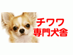 ちわわ専門犬舎　SPLENDID GEM( チワワセンモンケンシャ　スプレンディドジェム)のロゴ画像