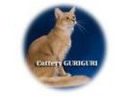 Cattery GURIGURI(キャッテリー グリグリ)のロゴ画像