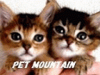 PET MOUNTAIN (ペットマウンテン)のロゴ画像