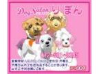 DogSalonりぼん(ドッグサロンリボン)のロゴ画像