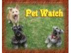 Pet Watch　〜ペットウォッチ〜( ペットウォッチ)のロゴ画像